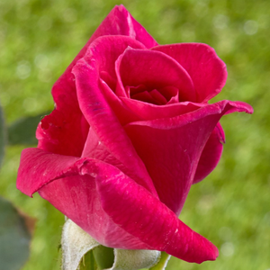 Pоза Сасад - розов - Чайно хибридни рози 